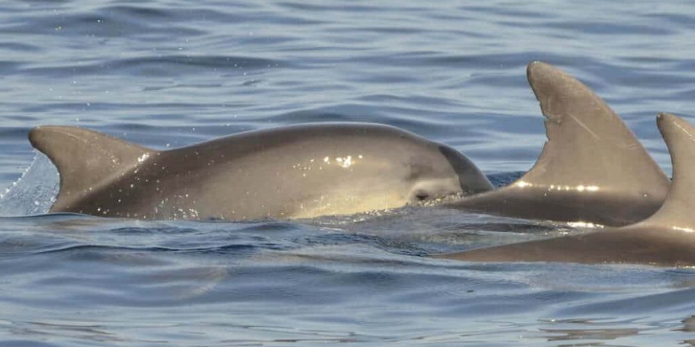 Italy - Dolphin and Marine Life Conservation in Sardinia28