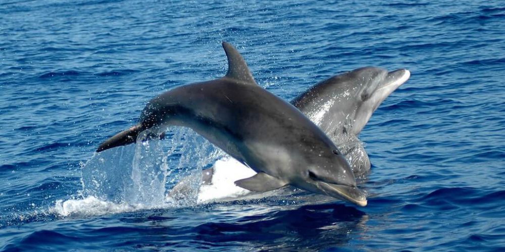 Italy - Dolphin and Marine Life Conservation in Sardinia6