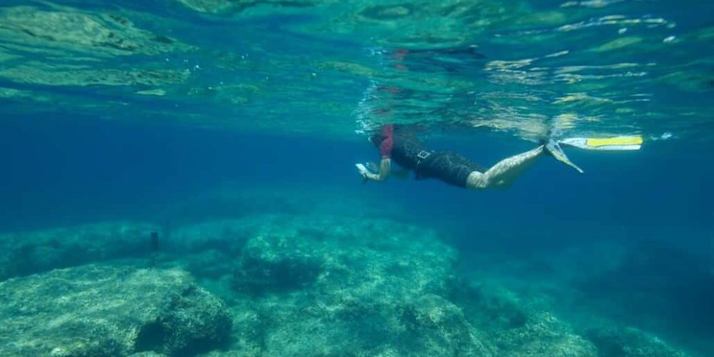 Italy - Dolphin and Marine Life Conservation in Sardinia7