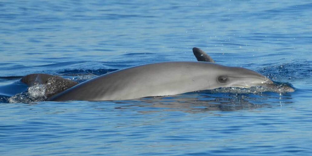 Italy - Dolphin and Marine Life Conservation in Sardinia9