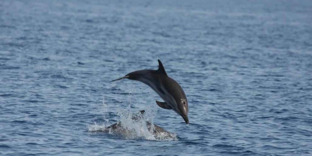 Italy - Liveaboard Dolphin Research Expedition10