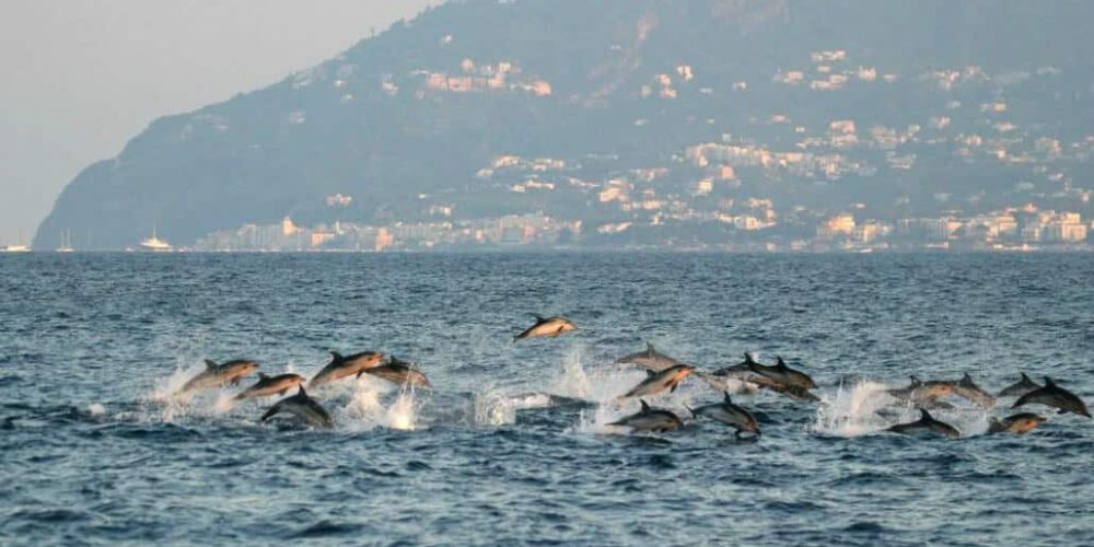 Italy - Liveaboard Dolphin Research Expedition26