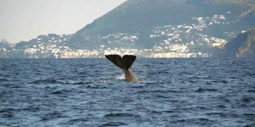 Italy - Liveaboard Dolphin Research Expedition8