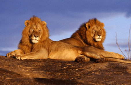 Kenya-Maasai-Mara-Lion-and-Wildlife-Conservation-main-4