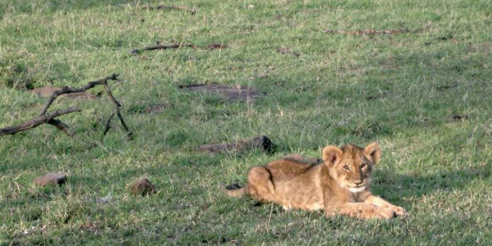 Kenya - Maasai Mara Lion and Wildlife Conservation10