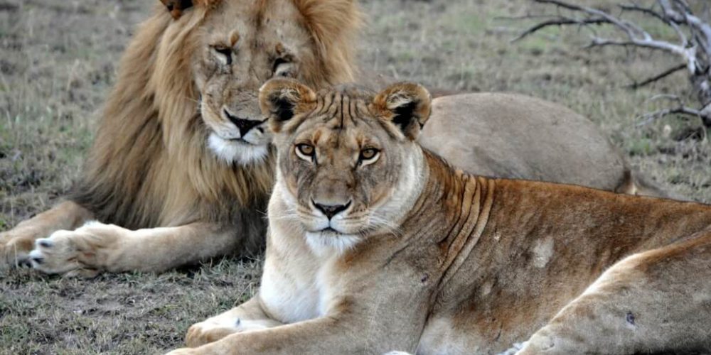 Kenya - Maasai Mara Lion and Wildlife Conservation12