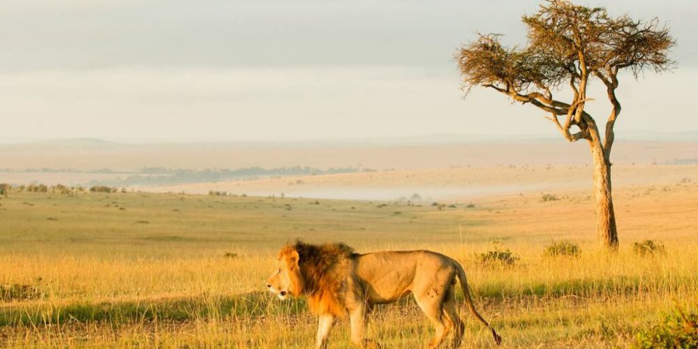 Kenya - Maasai Mara Lion and Wildlife Conservation15