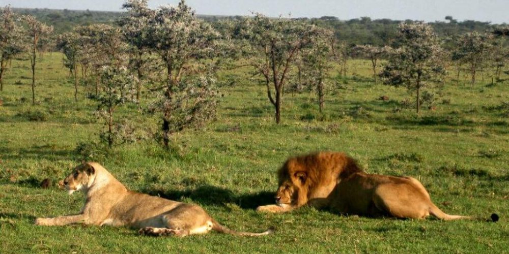 Kenya - Maasai Mara Lion and Wildlife Conservation19