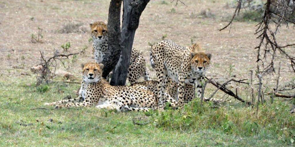 Kenya - Maasai Mara Lion and Wildlife Conservation21