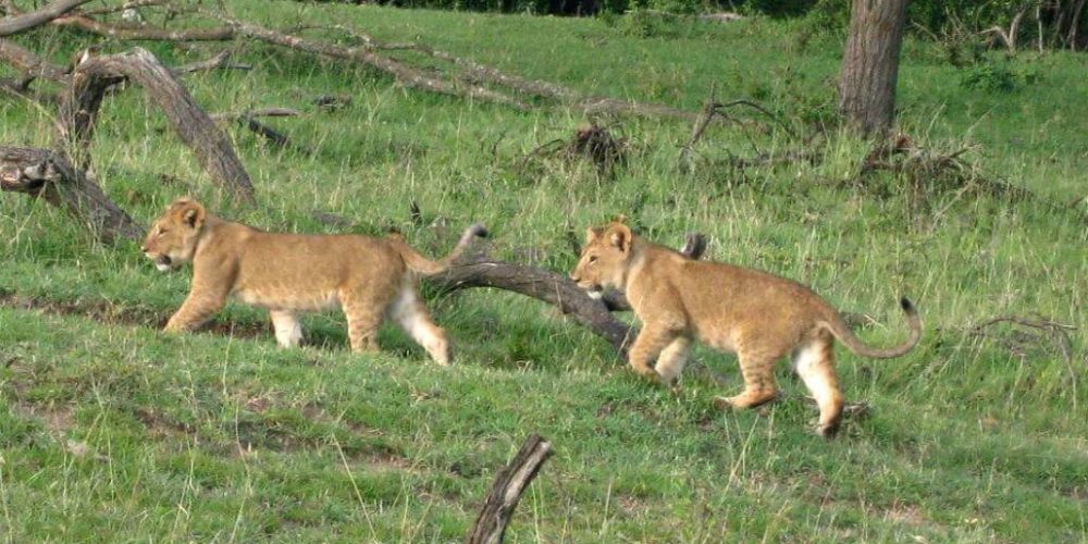 Kenya - Maasai Mara Lion and Wildlife Conservation24