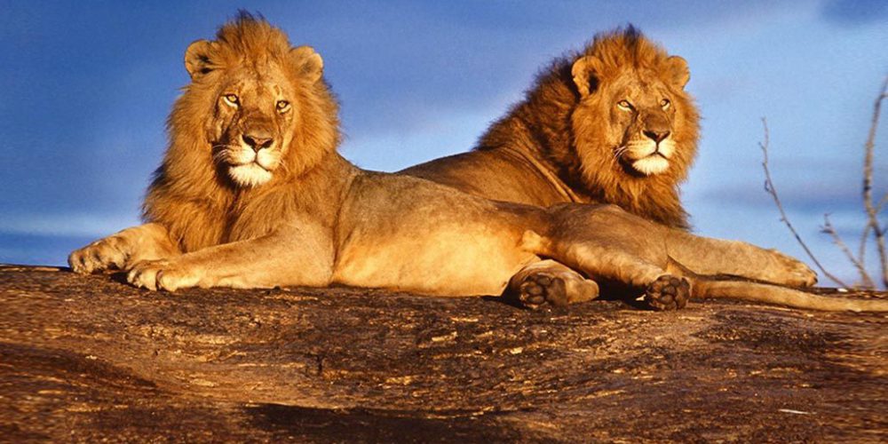 Kenya - Maasai Mara Lion and Wildlife Conservation3