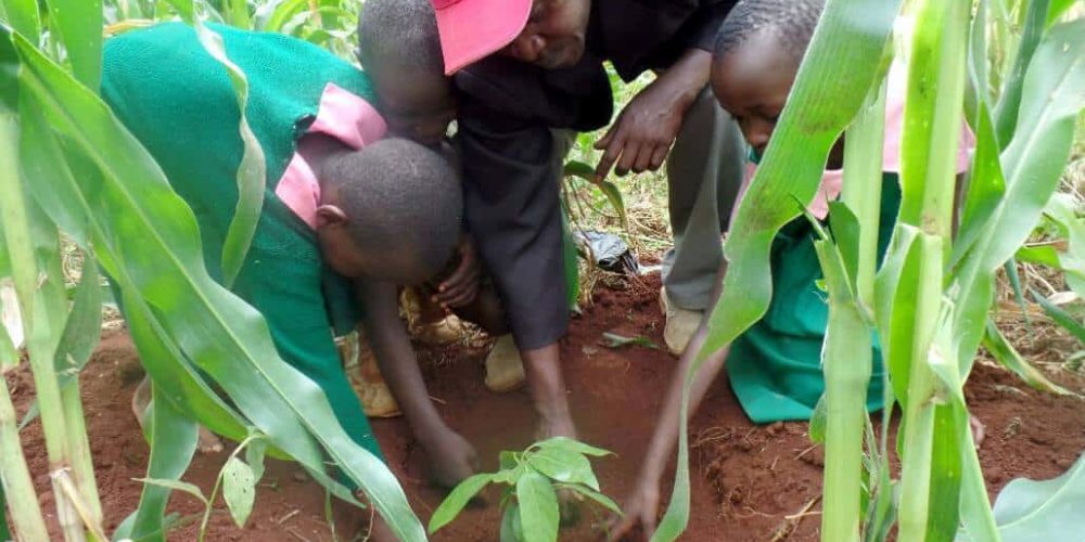 Kenya - Sustainable Village Agriculture11