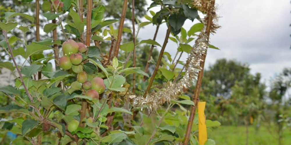 Kenya - Sustainable Village Agriculture6