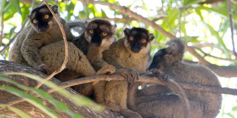 Madagascar - Lemur Conservation17