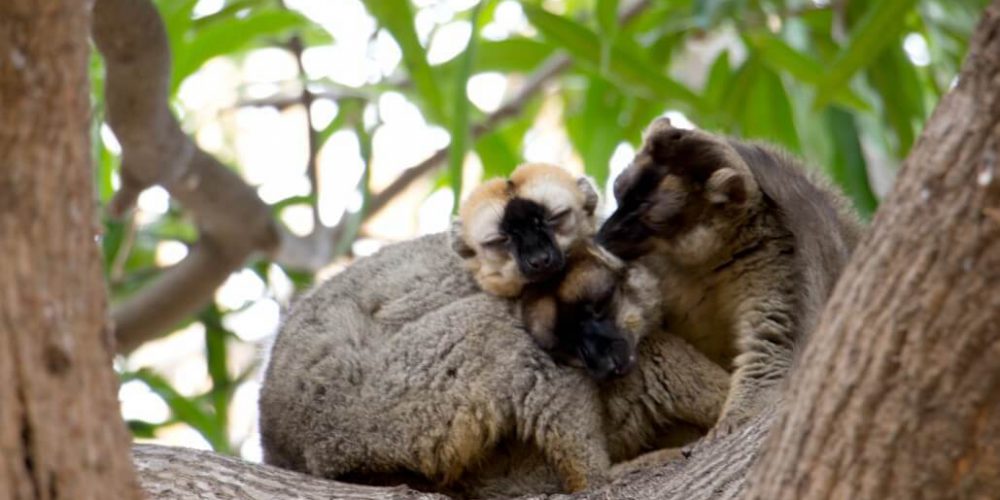 Madagascar - Lemur Conservation19