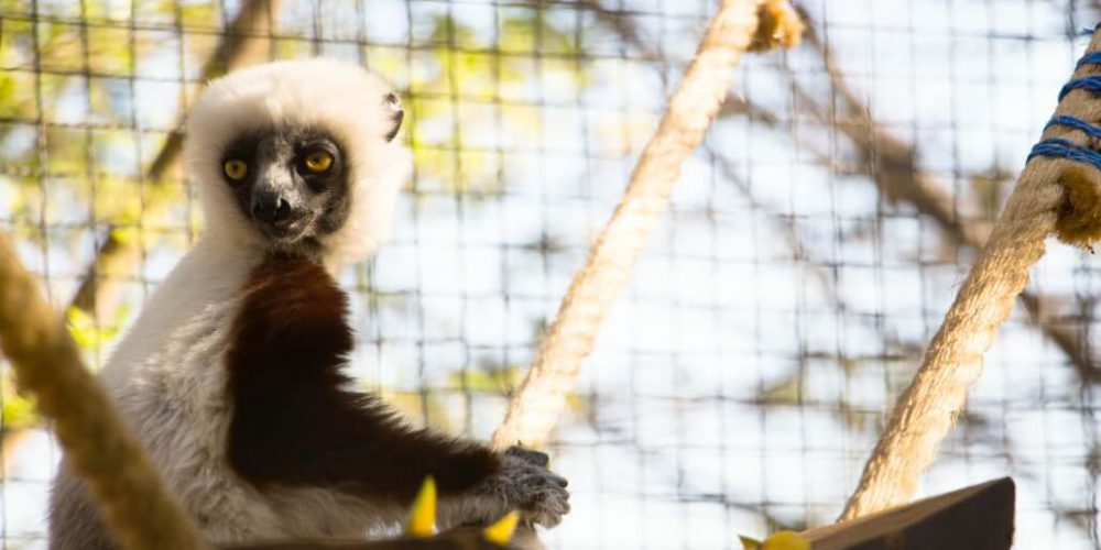 Madagascar - Lemur Conservation21