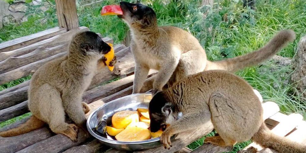 Madagascar - Lemur Conservation26