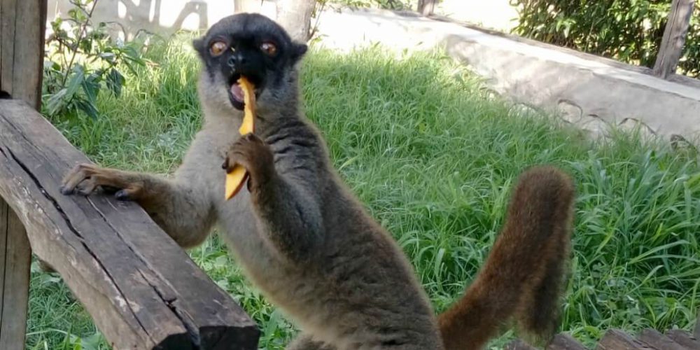Madagascar - Lemur Conservation27