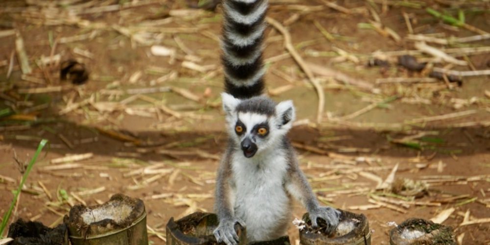 Madagascar - Lemur Conservation30