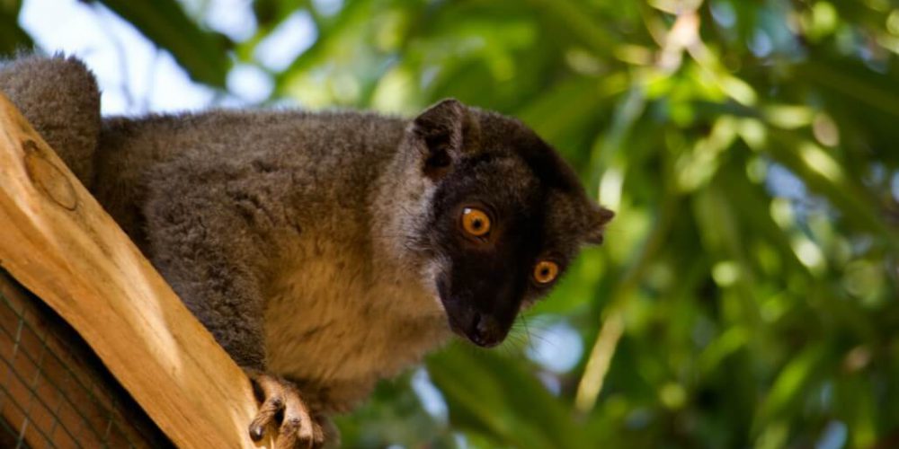 Madagascar - Lemur Conservation31
