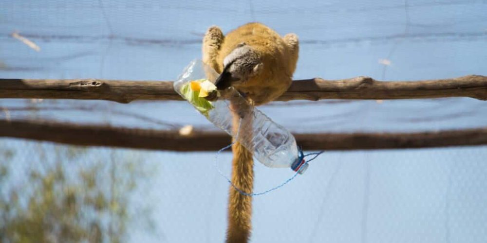 Madagascar - Lemur Conservation40