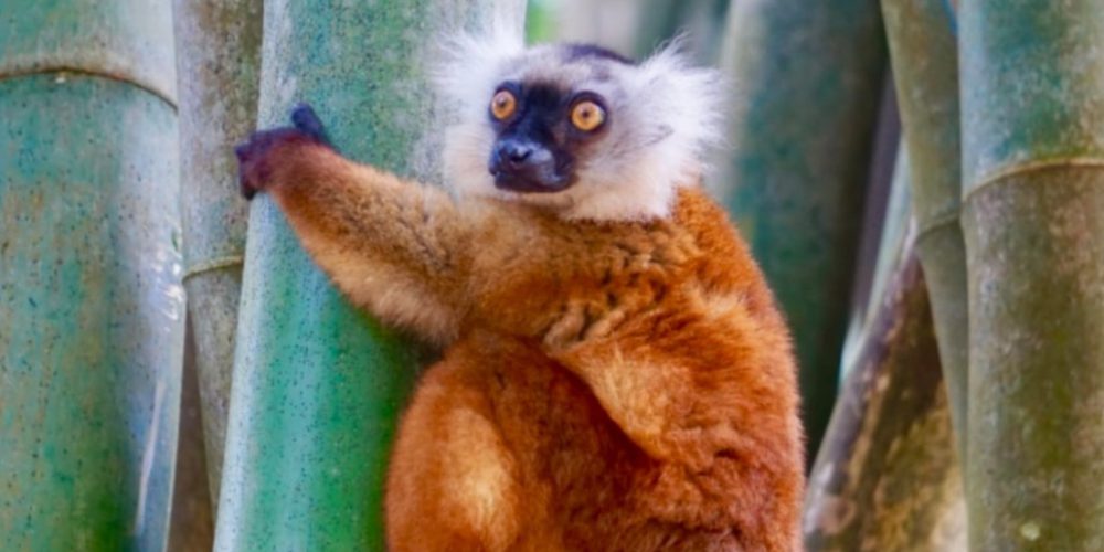 Madagascar - Lemur Conservation6