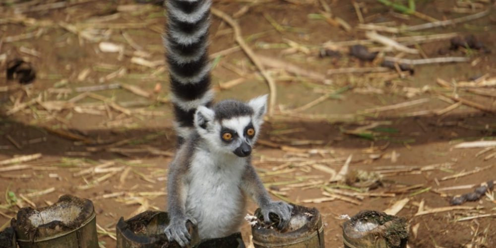 Madagascar - Lemur Conservation7