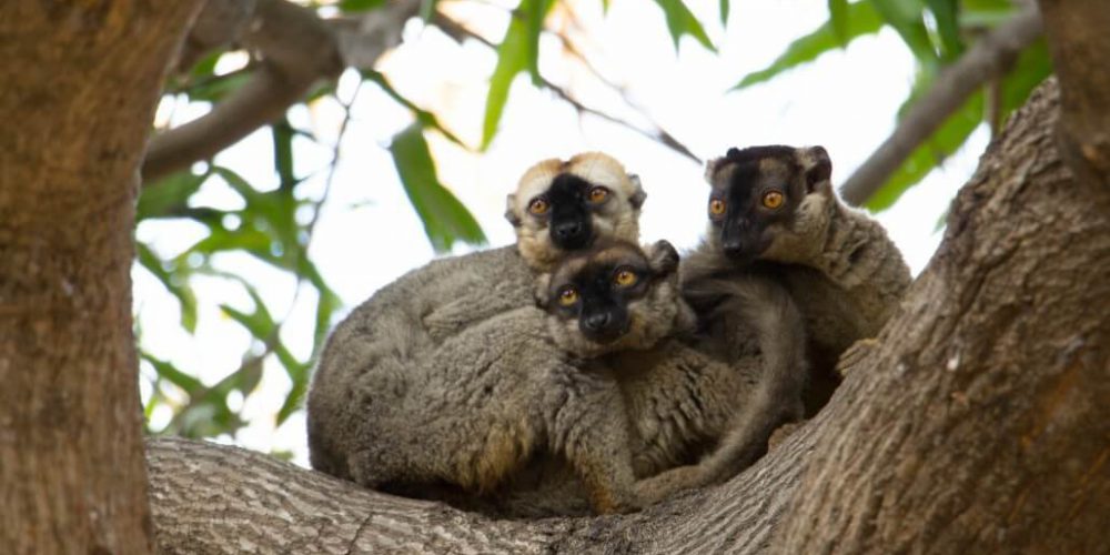 Madagascar - Lemur Conservation8