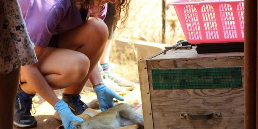 Malawi - Wildlife Rescue Center Veterinary Internship16