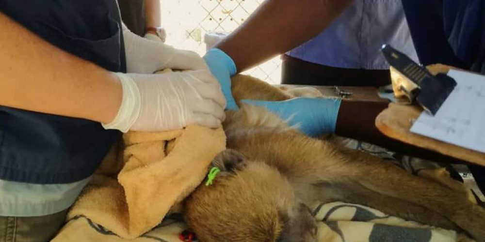 Malawi - Wildlife Rescue Center Veterinary Internship21