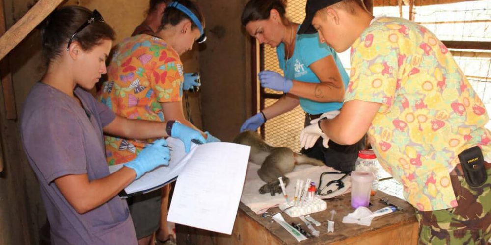 Malawi - Wildlife Rescue Center Veterinary Internship9