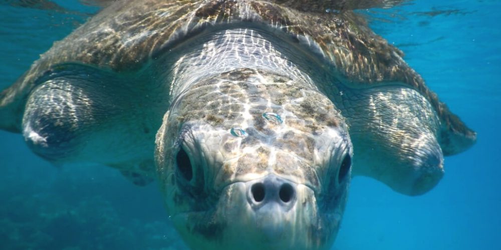 Maldives - Marine and Turtle Conservation11