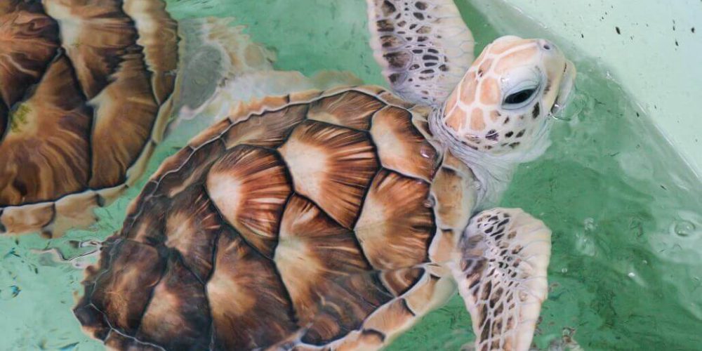 Maldives - Marine and Turtle Conservation14