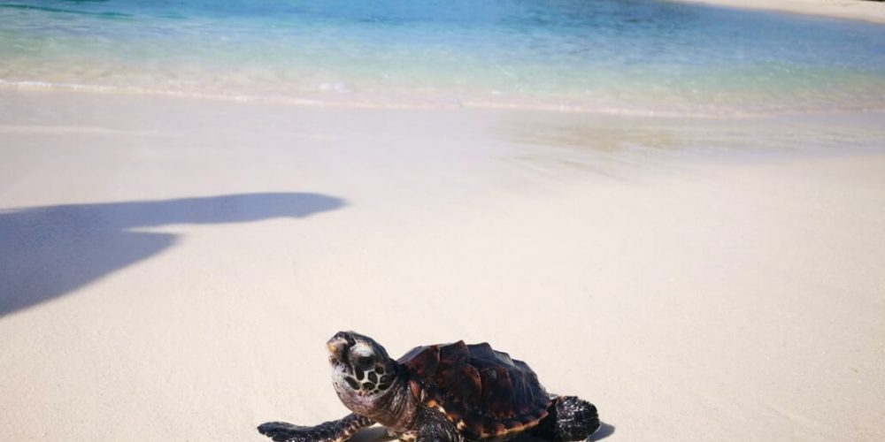 Maldives - Marine and Turtle Conservation2