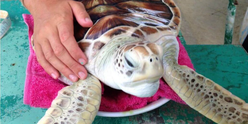 Maldives - Marine and Turtle Conservation24