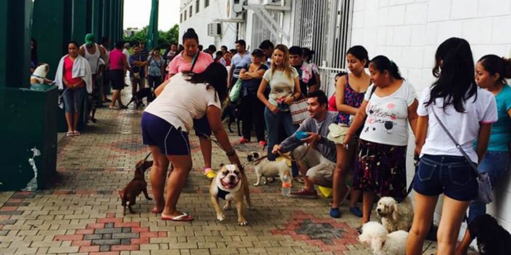 Mexico - Animal Rescue and Veterinary Assistance10