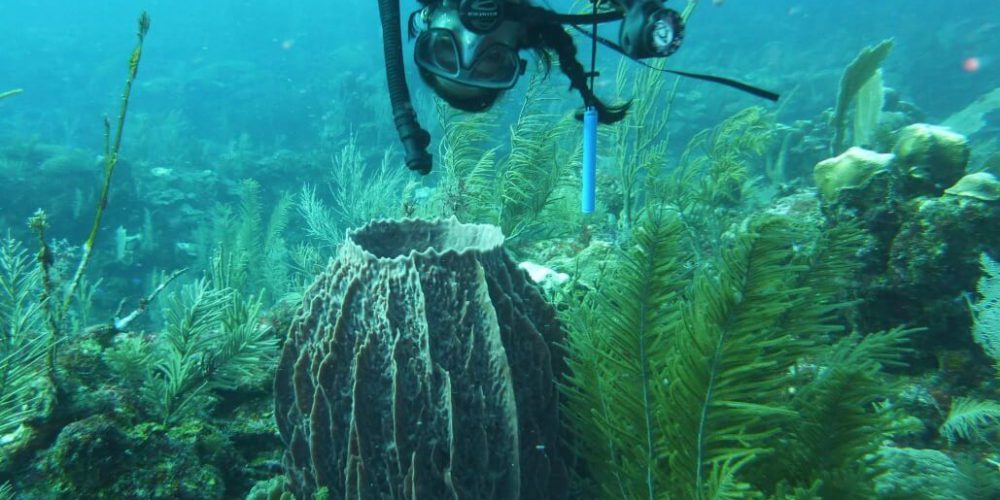 Mexico - Diving for Marine Conservation8