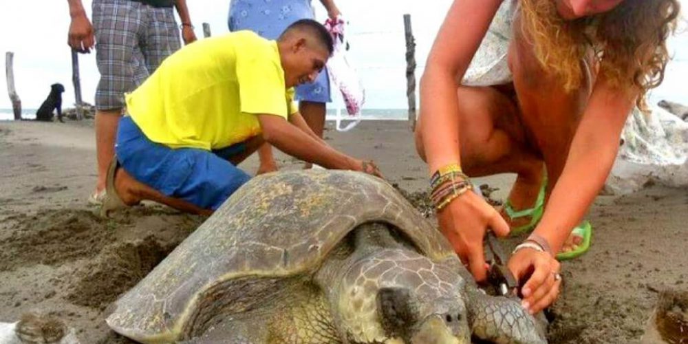 Mexico - Sea Turtle Conservation and Surfing 101-10