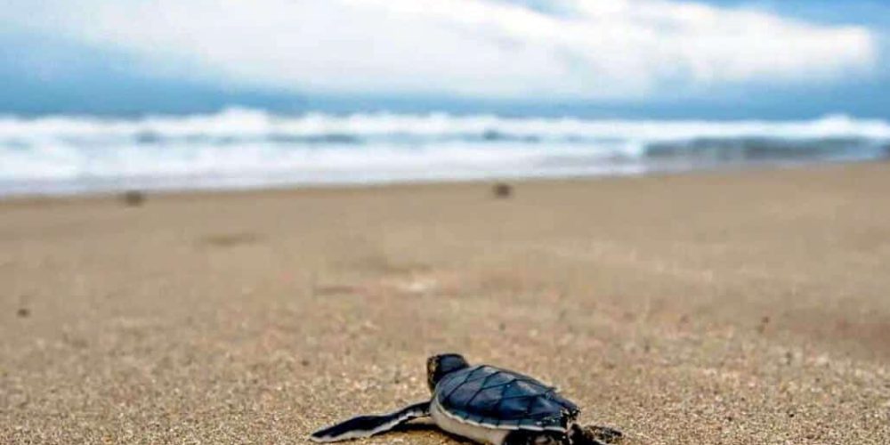 Mexico - Sea Turtle Conservation and Surfing 101-13