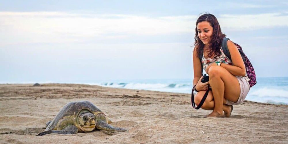 Mexico - Sea Turtle Conservation and Surfing 101-3