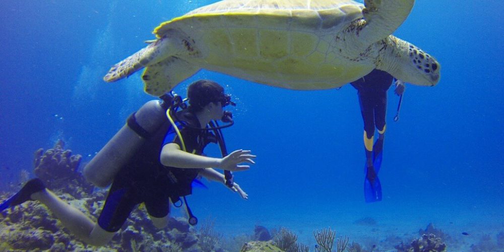 Mozambique - Whale Shark and Marine Conservation18