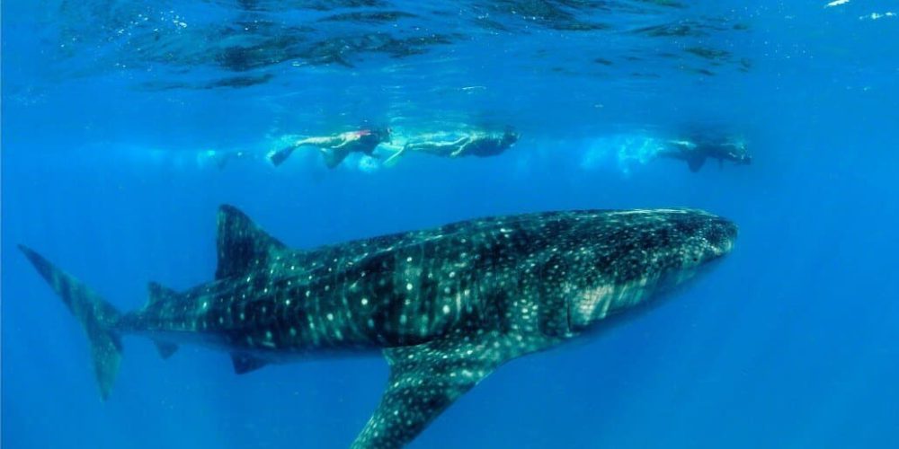 Mozambique - Whale Shark and Marine Conservation19