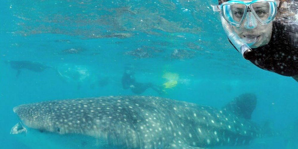 Mozambique - Whale Shark and Marine Conservation22