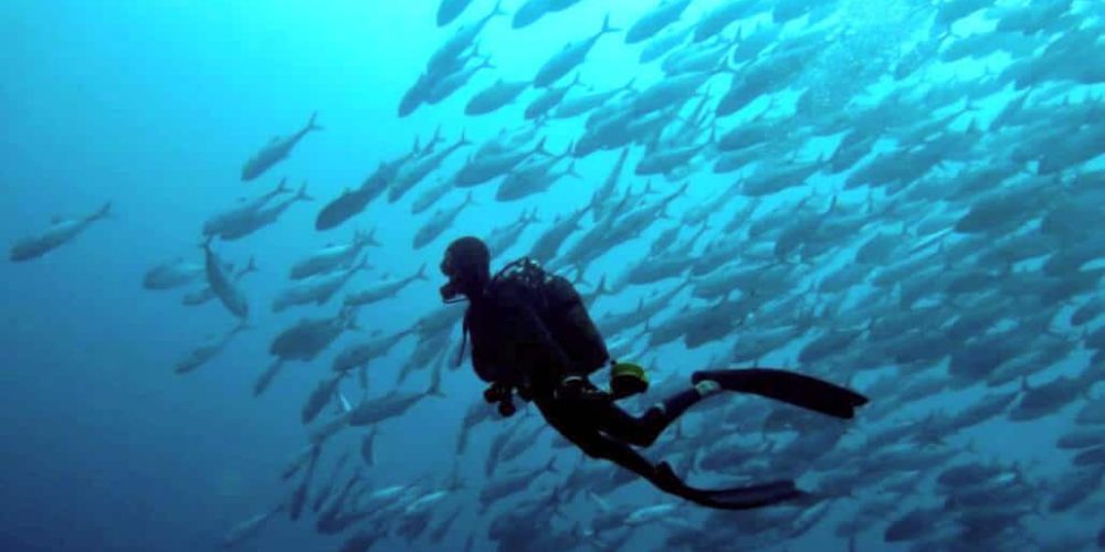 Mozambique - Whale Shark and Marine Conservation25