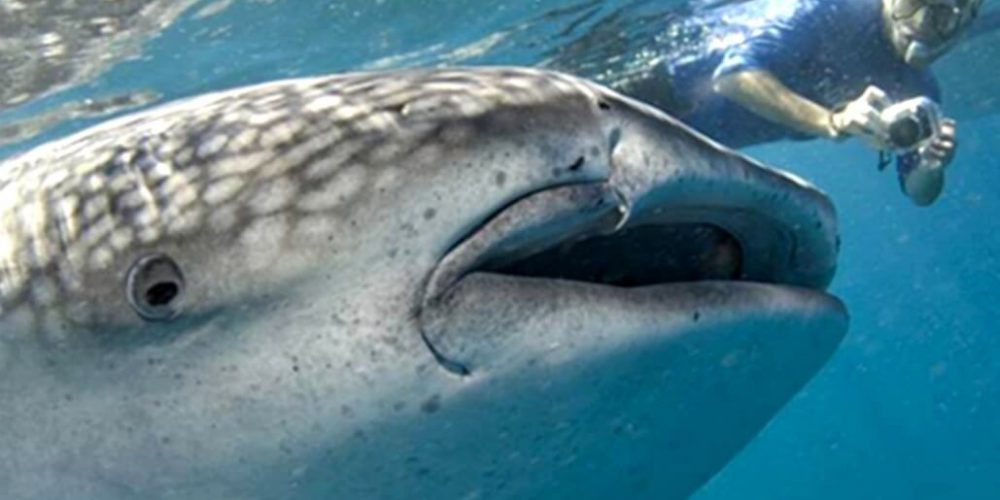 Mozambique - Whale Shark and Marine Conservation26