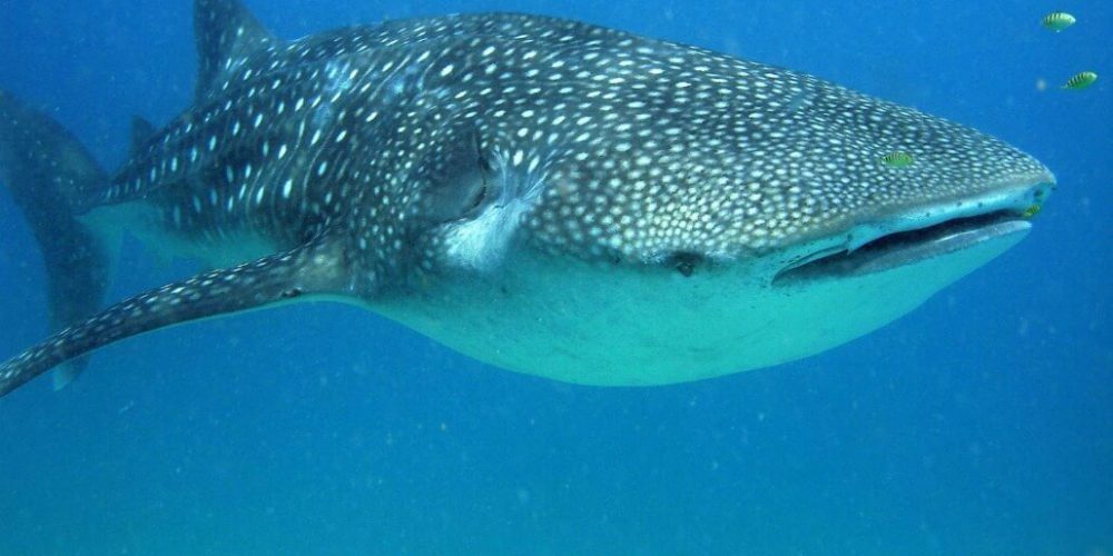 Mozambique - Whale Shark and Marine Conservation31