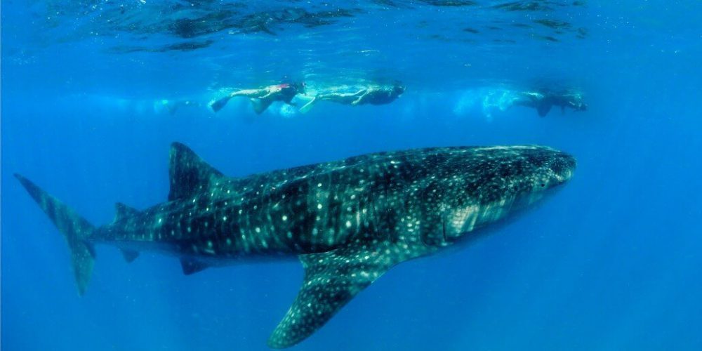 Mozambique - Whale Shark and Marine Conservation32