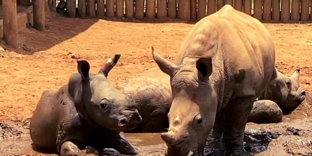 Rhino Orphan Sanctuary14