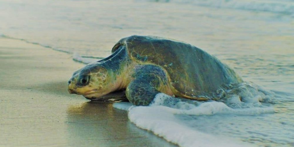 Ecuador - Sea Turtle Conservation and Environmental Outreach 05