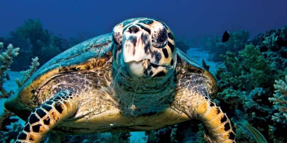 Ecuador - Sea Turtle Conservation and Environmental Outreach 06